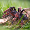 Grammostola anthracina