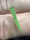 Asiadodis yunnanesis (Chinese Shield Mantis)