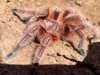 Rosea RCF
