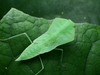Chinese Shield Mantis