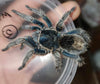 Thrixopelma cyanoleum blue