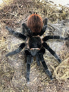 Guatemalan Red-rump Tarantula