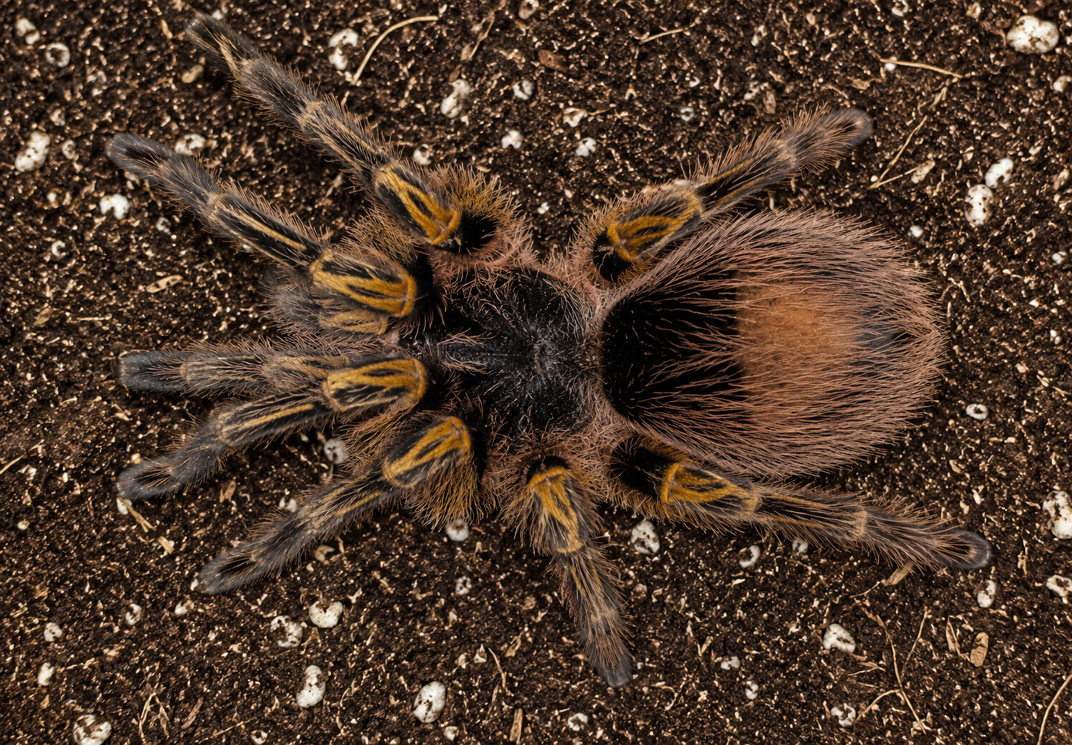Grammostola pulchripes Chaco Golden Knee tarantula showing golden leg striping