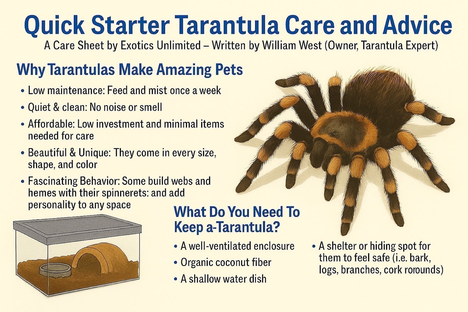 Tarantula care infographic listing tarantula pet benefits and enclosure setup essentials 