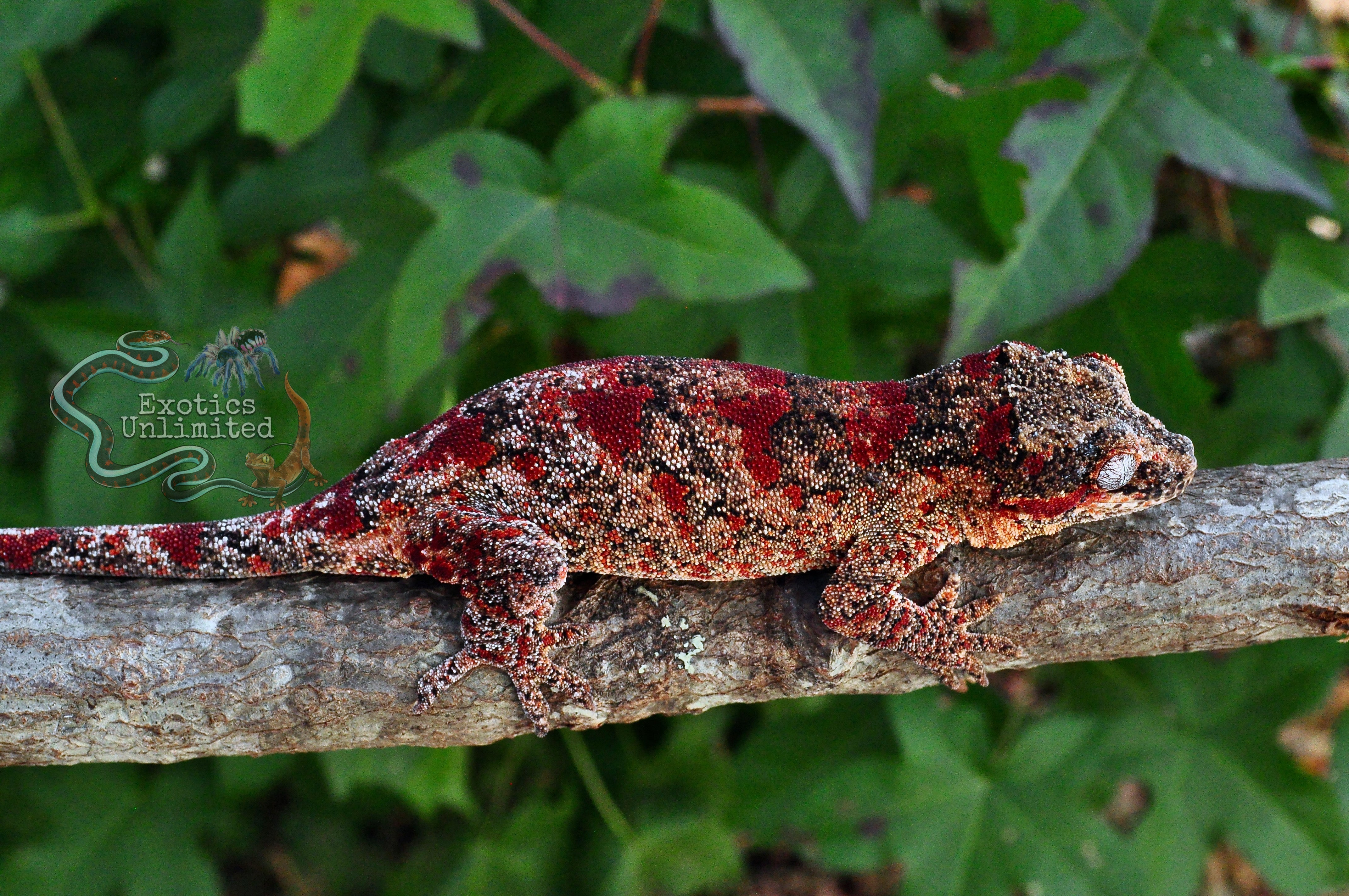 Gargoyle Gecko Care Sheet