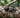 Poecilotheria Tarantulas 