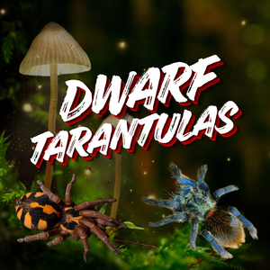 Dwarf Tarantulas
