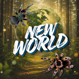 New World Tarantulas