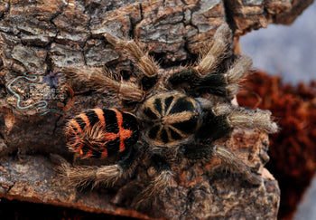 Davus sp. Chiapas, Dwarf Crowned Tiger tarantula.