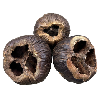 Borassus Pod