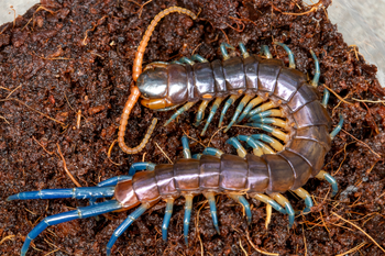 Ethmostigumus rubripes 'Blue Tips'  (Blue & Orange Centipede)