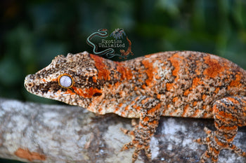 Bicolor Skeleton Gargoyle Gecko (RoguexEmber) BG2025