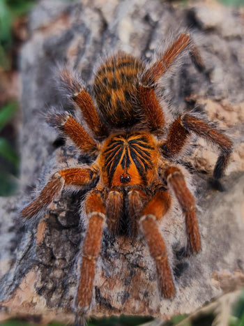 Harpactira cafreriana (Copper Orange Baboon Tarantula)
