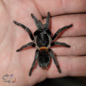 Homoeomma chilense, Chilean Dwarf Flame tarantula.