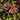 Dolichothele rufoniger, Red and Purple Dwarf Beauty tarantula.