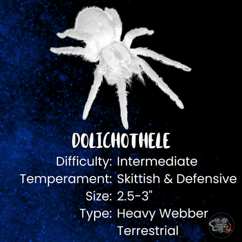 Dolichothele diamantinensis (Brazilian Blue Dwarf Beauty Tarantula) Young FEMALE 2"