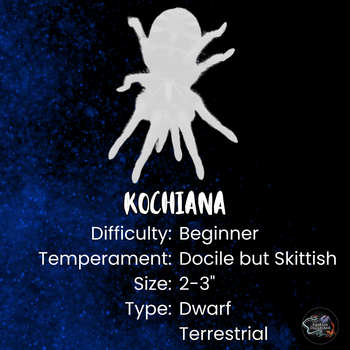 Kochiana brunnipes (Dwarf Pink Leg Tarantula) 0.25-0.5"