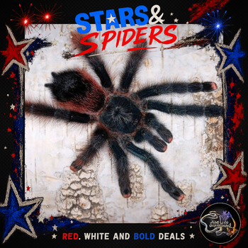 Psalmopoeus victori (Darth Maul Tarantula) 0.75-1" STARS SALE