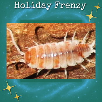 Powder Orange Cream Isopod (Porcellionoides pruinosus)