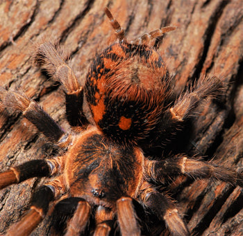 Hapalopus guerreroi (Speckle Patch Tarantula) 0.33-0.5" Weekly Deal SACK SALE