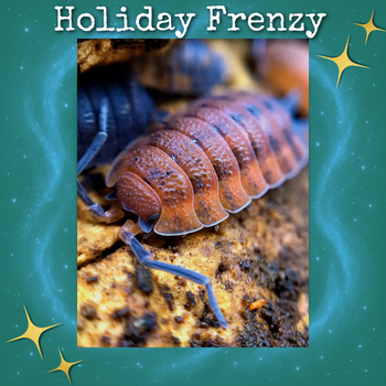 Porcellio scaber 'Lava' Isopods