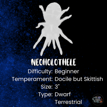 Neoholothele incei (Trinidad Olive Tarantula) about 0.5"