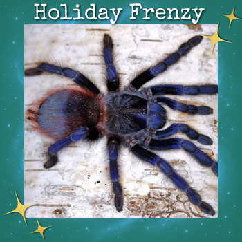 Lasiocyano sazimai (Brazilian Blue Tarantula) 0.5"