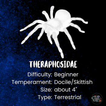 Theraphosidae sp 'Andes Pink' Tarantula 0.5" *USA FIRST*