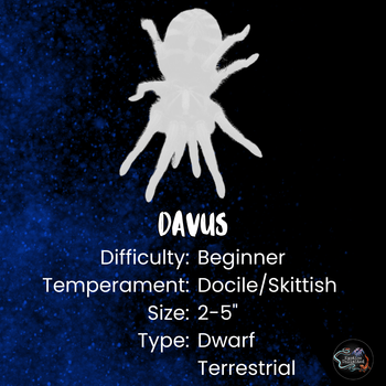 Davus sp. 'panama' (Lava Tarantula) 0.33-0.5"