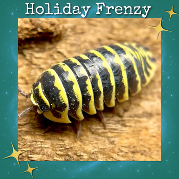 Yellow Zebra Isopods (Armadillidium maculatum)
