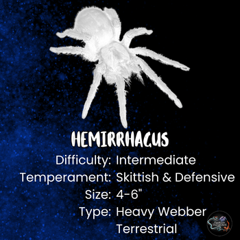 Hemirrhagus genus care and fact card.