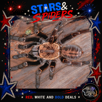 Melopoeus sp. "Bach Ma" (Bach Ma Earth Tiger Tarantula) 0.5-0.75" STARS SALE