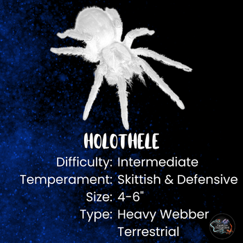 Holothele sp 'Dominican Republic'


