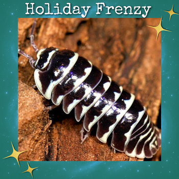 Zebra Isopods (Armadillidium maculatum)