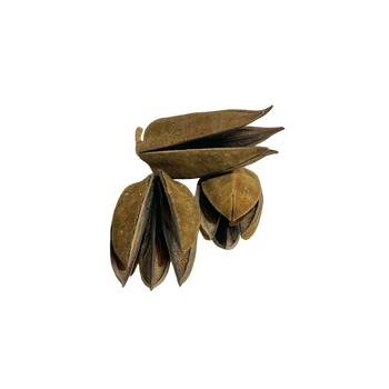 Thuja Pods