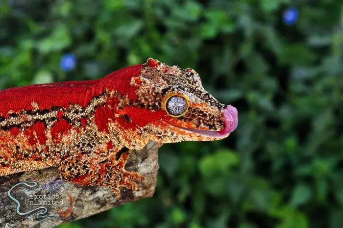 Red gecko on a branch with a blurred green background