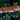Gargoyle Gecko SG040825