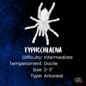 Typhochlaena seladonia (Brazilian Jewel Tarantula) 0.5" & PRO Setup
