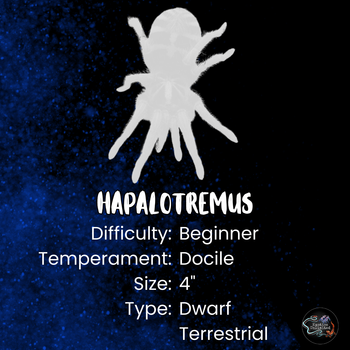 Hapalotremus perezmilesi (Highland Black & Red Tarantula) 0.75"