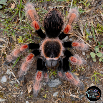 Brachypelma baumgarteni (Mexican Orange Beauty Tarantula) 0.75-1” (True Blood)