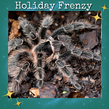 Lasiodora parahybana (Salmon Pink Bird Eater Tarantula) 0.5"