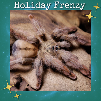 Psalmopoeus pulcher (Panama Blonde Tarantula) 0.5-0.75"