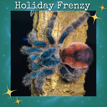 Avicularia variegata 'Amazonicamanus' Tarantula 0.75-1"