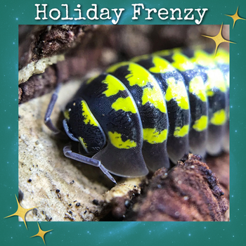 Armadillidium Gestroi (Yellow Spotted Isopod)