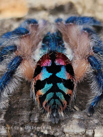 Typhochlaena seladonia (Brazilian Jewel) 5/8-3/4" & PRO Setup Ready-to-use enclosure (About 1 Year Old)