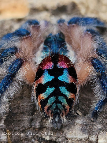 Typhochlaena seladonia (Brazilian Jewel Tarantula) 0.5" & PRO Setup