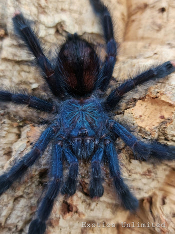 Avicularia geroldi (Royal Blue Pink Toe) 0.75-1" FREE AFTER $500 SPENT