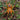 Ornithoctoninae sp. 'Hana' (Blue Flame Earth Tiger Spider)