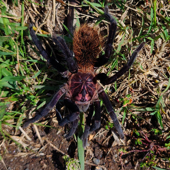 Xenesthis immanis, Colombian Lesser Black tarantula, female.