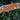 Orange Stripe Orange Base Gargoyle Gecko MALE SG082025-2